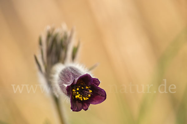 Wiesen-Kuhschelle (Pulsatilla pratensis)