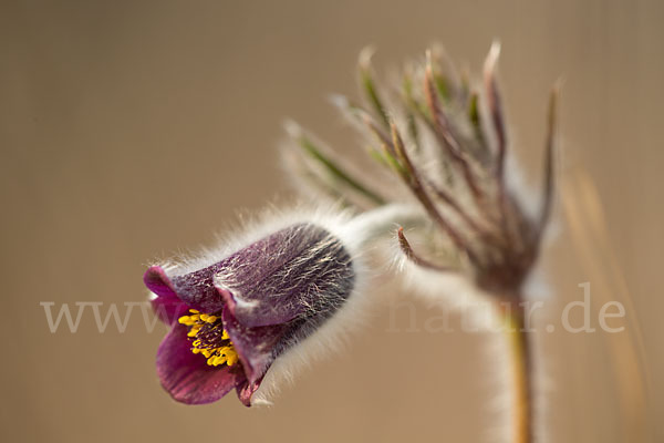 Wiesen-Kuhschelle (Pulsatilla pratensis)