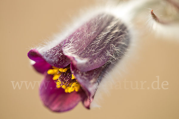 Wiesen-Kuhschelle (Pulsatilla pratensis)