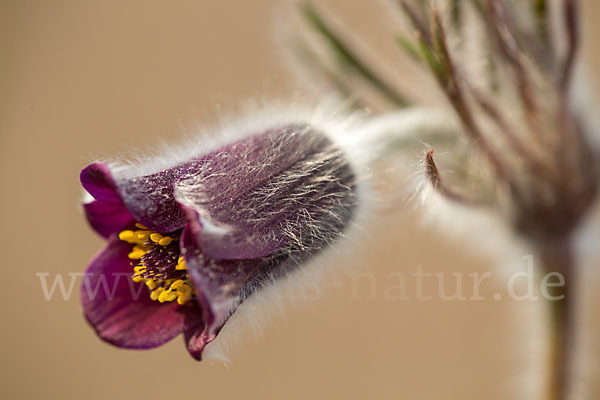 Wiesen-Kuhschelle (Pulsatilla pratensis)