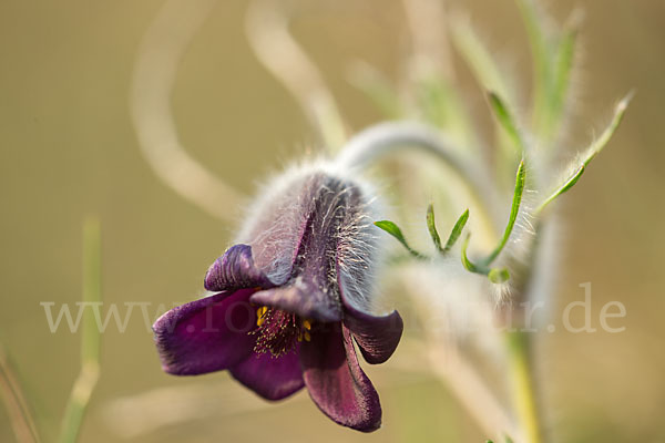 Wiesen-Kuhschelle (Pulsatilla pratensis)