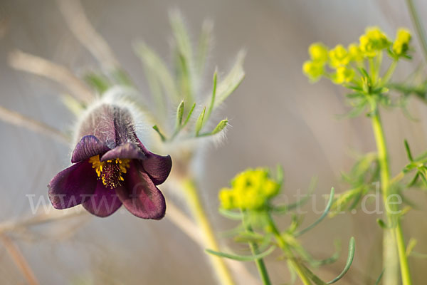 Wiesen-Kuhschelle (Pulsatilla pratensis)