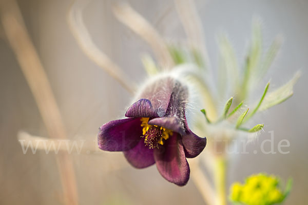 Wiesen-Kuhschelle (Pulsatilla pratensis)