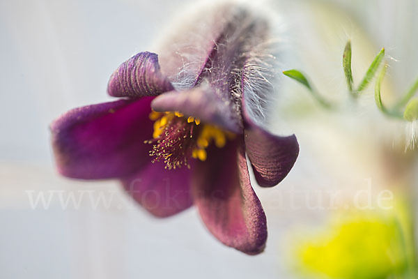 Wiesen-Kuhschelle (Pulsatilla pratensis)