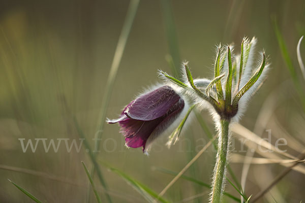 Wiesen-Kuhschelle (Pulsatilla pratensis)