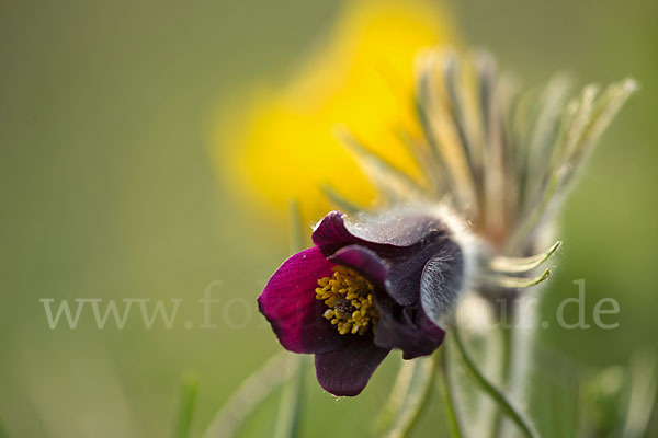 Wiesen-Kuhschelle (Pulsatilla pratensis)