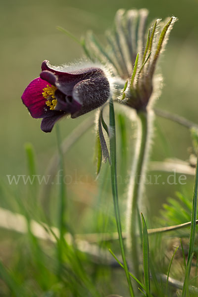 Wiesen-Kuhschelle (Pulsatilla pratensis)