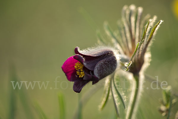 Wiesen-Kuhschelle (Pulsatilla pratensis)