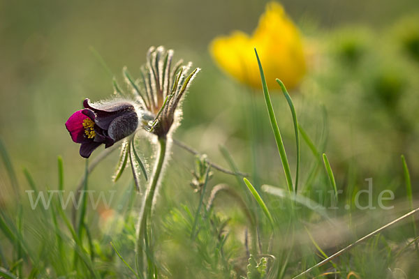 Wiesen-Kuhschelle (Pulsatilla pratensis)