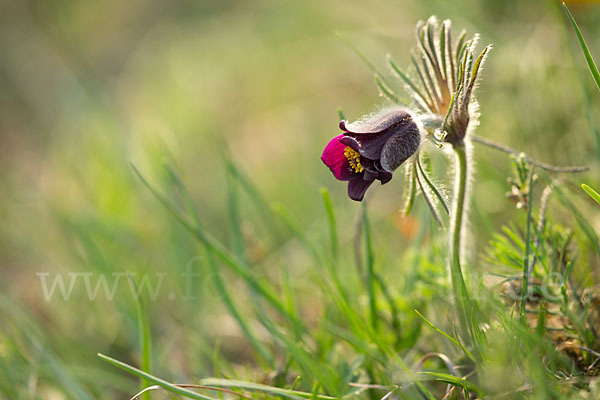 Wiesen-Kuhschelle (Pulsatilla pratensis)