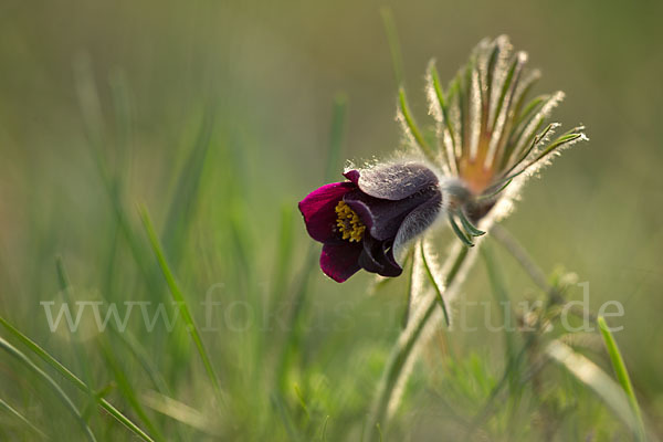 Wiesen-Kuhschelle (Pulsatilla pratensis)