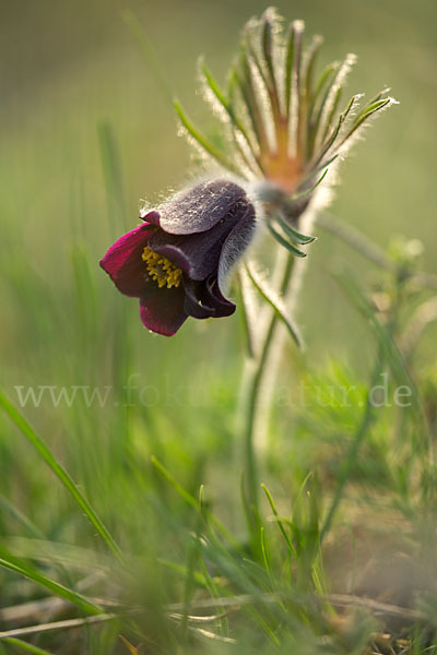 Wiesen-Kuhschelle (Pulsatilla pratensis)