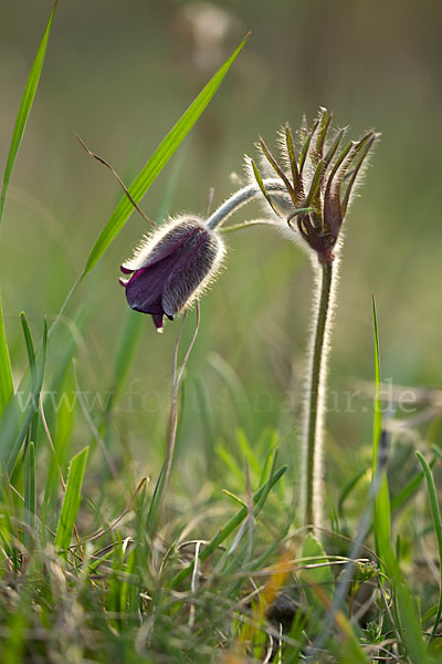 Wiesen-Kuhschelle (Pulsatilla pratensis)