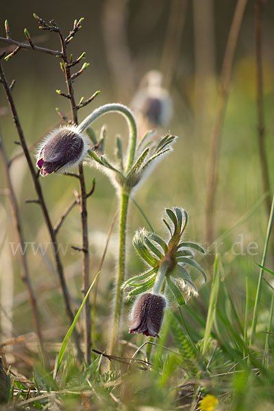 Wiesen-Kuhschelle (Pulsatilla pratensis)