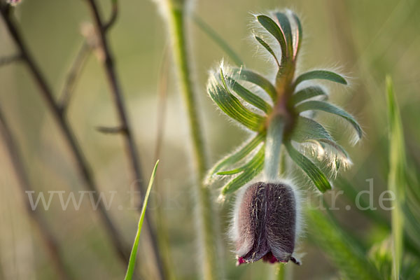 Wiesen-Kuhschelle (Pulsatilla pratensis)