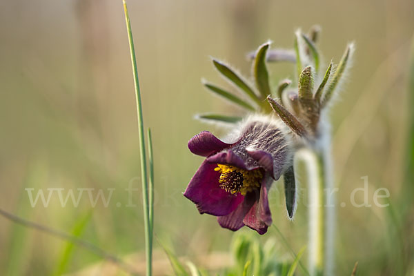 Wiesen-Kuhschelle (Pulsatilla pratensis)