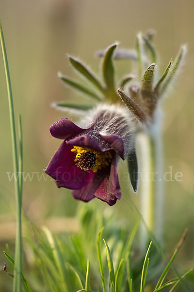 Wiesen-Kuhschelle (Pulsatilla pratensis)