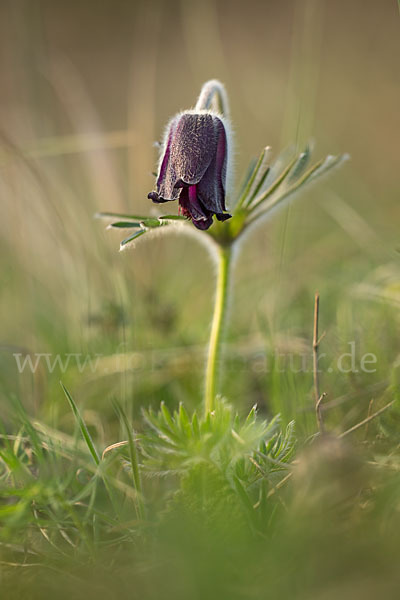 Wiesen-Kuhschelle (Pulsatilla pratensis)