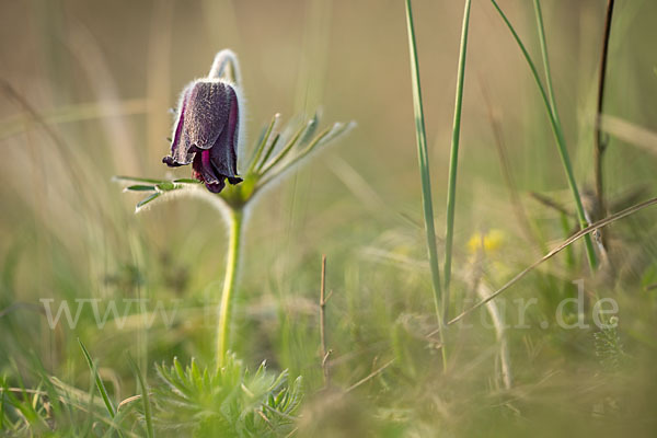 Wiesen-Kuhschelle (Pulsatilla pratensis)