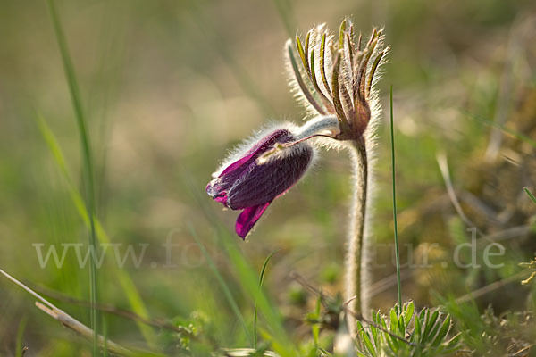 Wiesen-Kuhschelle (Pulsatilla pratensis)