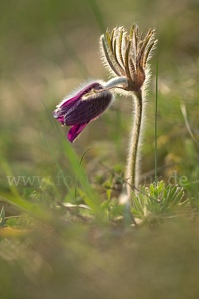 Wiesen-Kuhschelle (Pulsatilla pratensis)