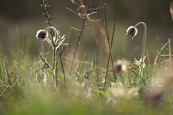 Wiesen-Kuhschelle (Pulsatilla pratensis)