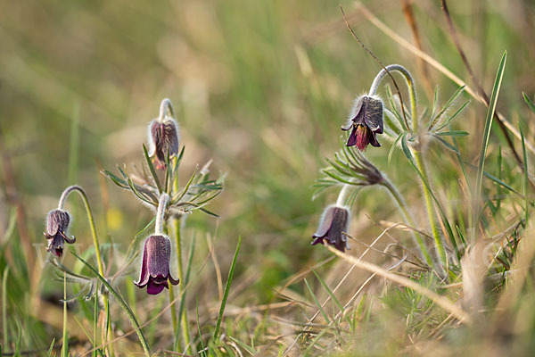 Wiesen-Kuhschelle (Pulsatilla pratensis)