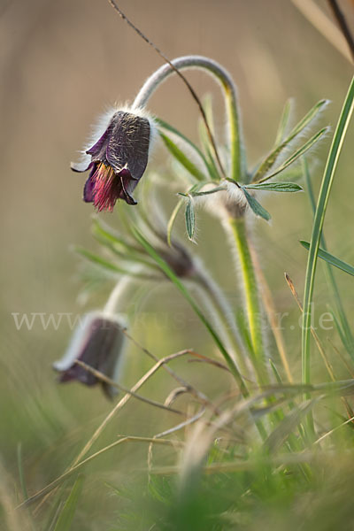 Wiesen-Kuhschelle (Pulsatilla pratensis)