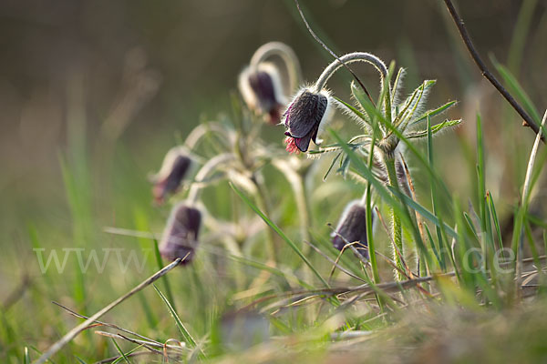 Wiesen-Kuhschelle (Pulsatilla pratensis)