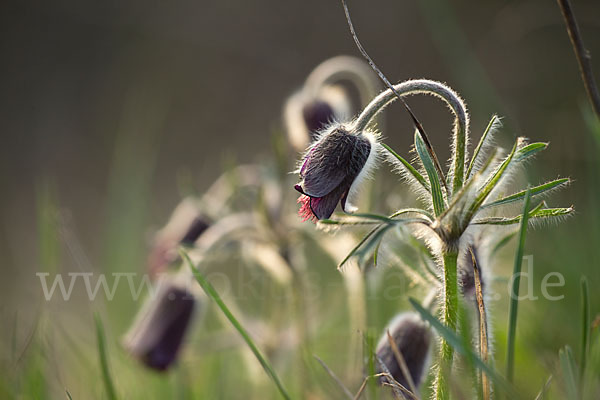 Wiesen-Kuhschelle (Pulsatilla pratensis)