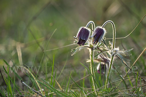 Wiesen-Kuhschelle (Pulsatilla pratensis)