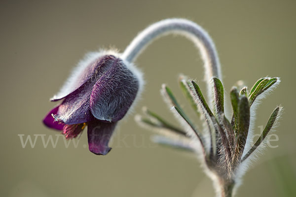 Wiesen-Kuhschelle (Pulsatilla pratensis)