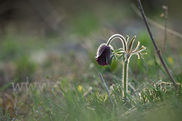 Wiesen-Kuhschelle (Pulsatilla pratensis)