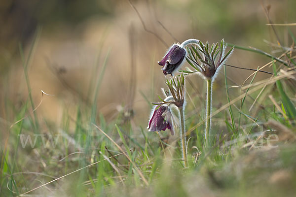 Wiesen-Kuhschelle (Pulsatilla pratensis)