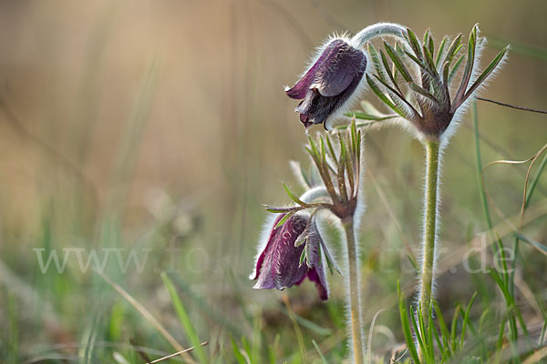 Wiesen-Kuhschelle (Pulsatilla pratensis)