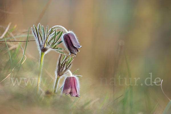 Wiesen-Kuhschelle (Pulsatilla pratensis)