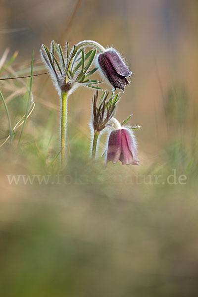 Wiesen-Kuhschelle (Pulsatilla pratensis)