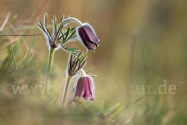 Wiesen-Kuhschelle (Pulsatilla pratensis)