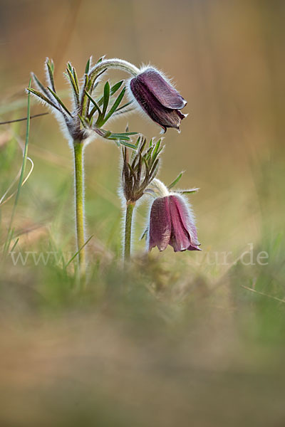 Wiesen-Kuhschelle (Pulsatilla pratensis)