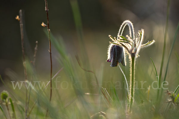 Wiesen-Kuhschelle (Pulsatilla pratensis)