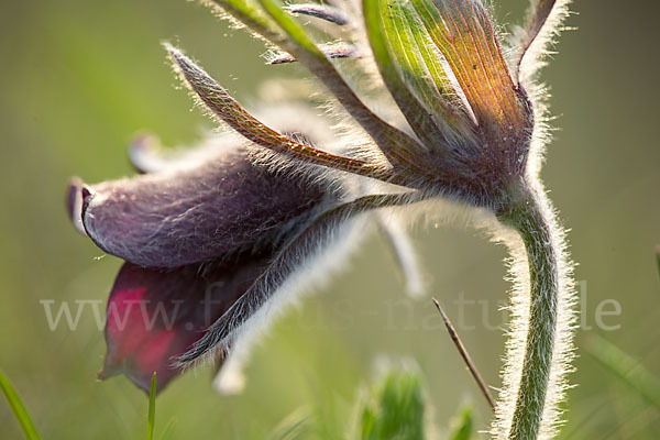 Wiesen-Kuhschelle (Pulsatilla pratensis)