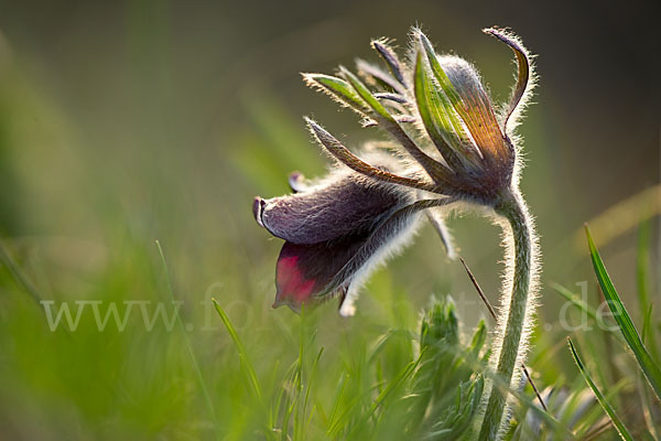 Wiesen-Kuhschelle (Pulsatilla pratensis)