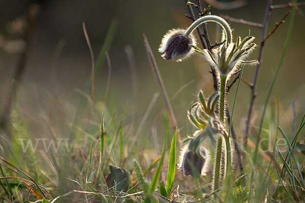 Wiesen-Kuhschelle (Pulsatilla pratensis)