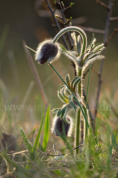 Wiesen-Kuhschelle (Pulsatilla pratensis)