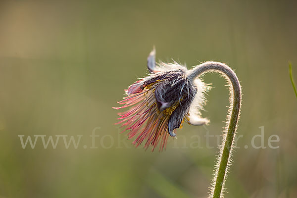 Wiesen-Kuhschelle (Pulsatilla pratensis)