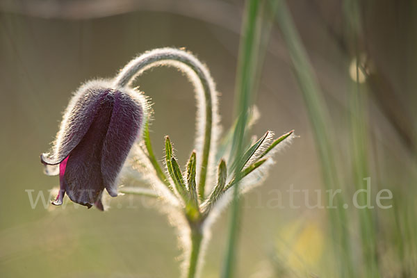 Wiesen-Kuhschelle (Pulsatilla pratensis)