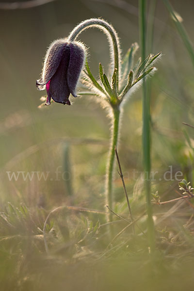 Wiesen-Kuhschelle (Pulsatilla pratensis)