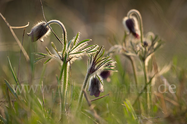 Wiesen-Kuhschelle (Pulsatilla pratensis)