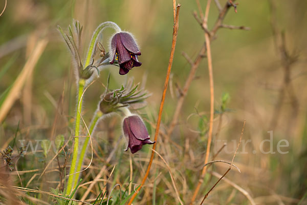 Wiesen-Kuhschelle (Pulsatilla pratensis)