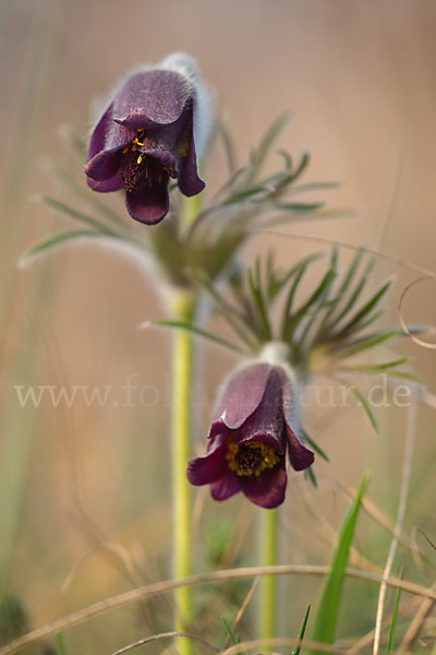 Wiesen-Kuhschelle (Pulsatilla pratensis)